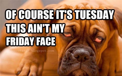 Happy & Funny Tuesday Quotes With Images, Pictures  With ...
