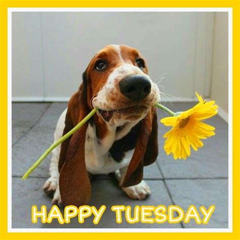 Happy Tuesday | Cute dogs, Puppies, Animals