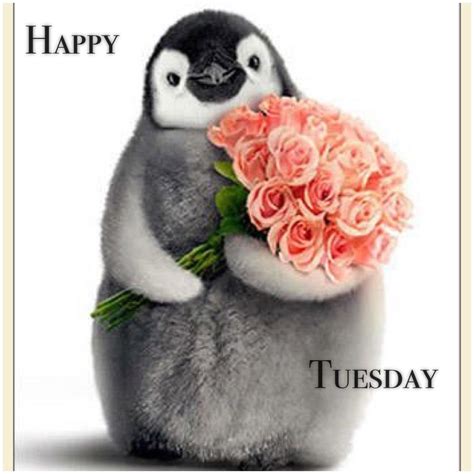 Happy Tuesday Greetings | Tuesday greetings, Happy tuesday ...