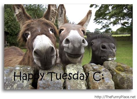 Happy tuesday image – TheFunnyPlace
