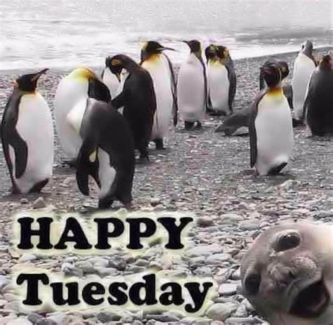Happy Tuesday Penguins Pictures, Photos, and Images for ...