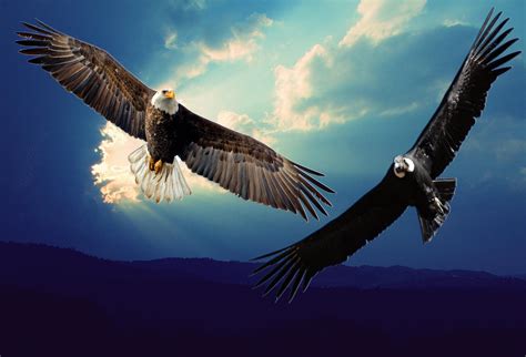 HARWITUM | Animales de poder, Aves volando, Aguila calva