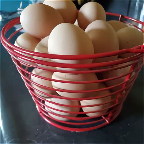 Hatching Goose Eggs for sale | Only 4 left at  70%