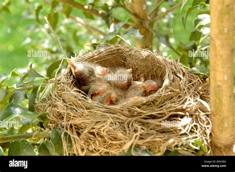 Hatchling pajaritos en el nido Fotografía de stock   Alamy