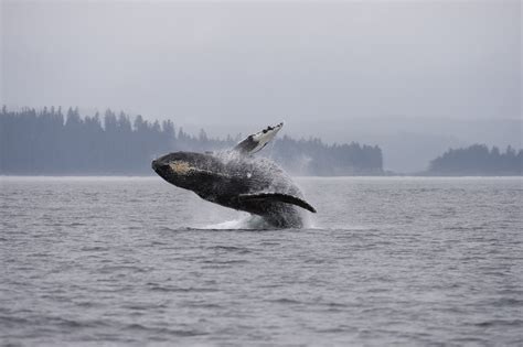 Hawaii Sees Fewer Humpback Whales Returning for Winter | Time