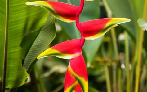 Hay 26.186 plantas en Colombia