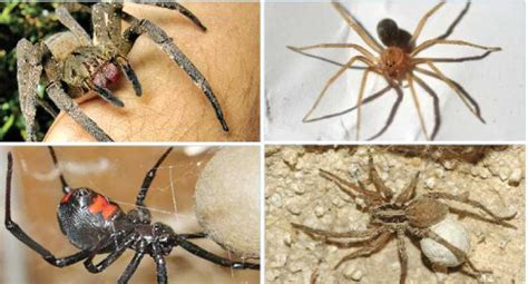 Hay 4 arañas venenosas en la Llajta y 80 personas son ...