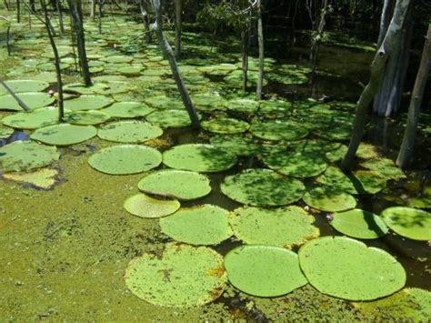 Hay mas que 14000 especies de plantas en el Amazonas ...