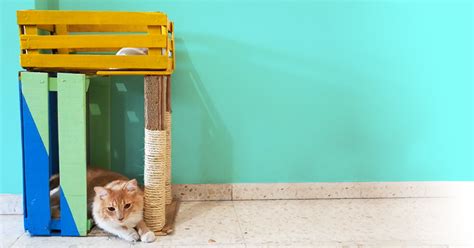 Haz un regalo para tu gato: ¡una casa y rascador!