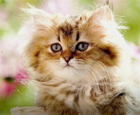 HD A Fluffy Kitten Wallpaper | Download Free  121713 ...