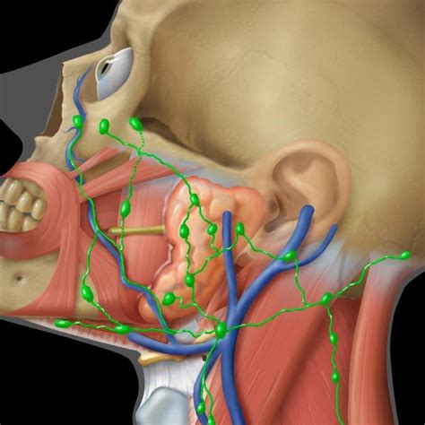 Head and neck lymph node groups of the facial area ...