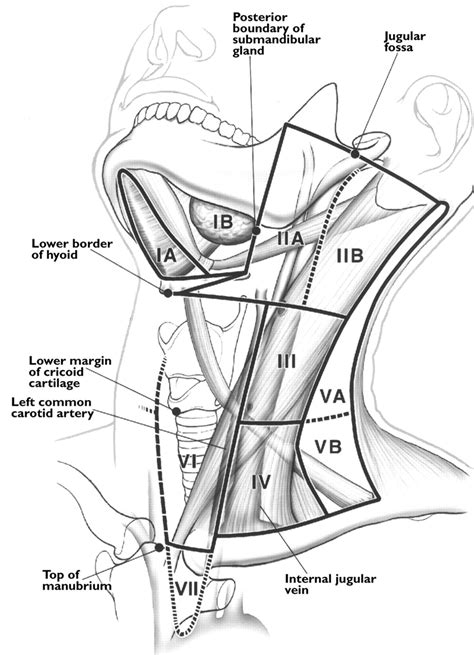 Head and Neck Nodes