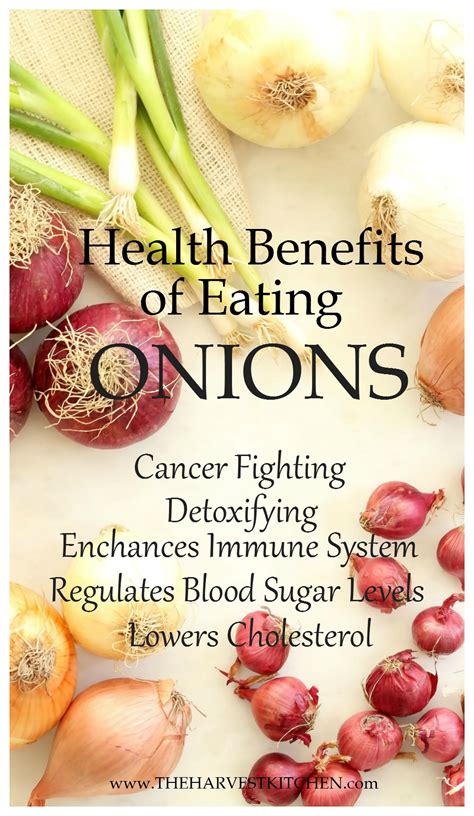 Health Benefits of Eating Onions   The Harvest Kitchen