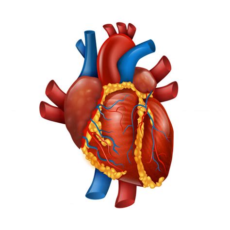Healthy 3d realistic human heart Vector | Premium Download