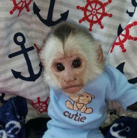 Healthy Female White Face Capuchin Monkey For Sale At A ...