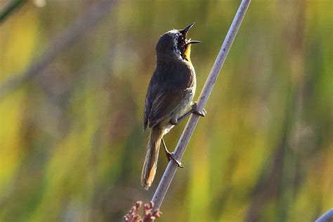 Hear Singing Birds at Dawn? Learn Why They Do It!