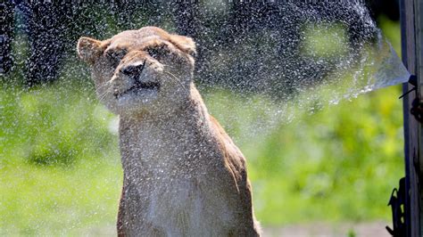 Heatwave: How do animals keep cool in the heat?   CBBC ...