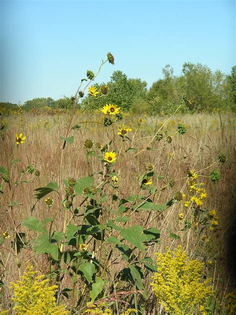 Helianthus annuus  common sunflower : Go Botany