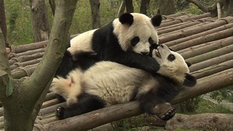Hello 24 hour giant panda cam, goodbye productivity ...