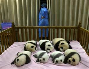 Hello 24 hour giant panda cam, goodbye productivity ...