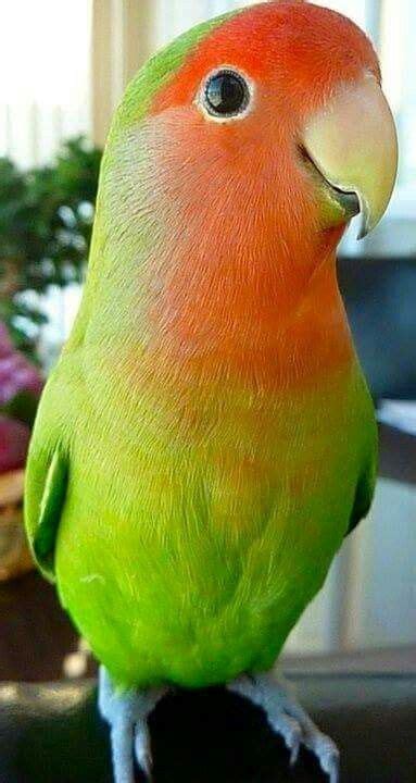 Hello!  What a cheerful bird! Falte. Lovebirds agapornis ...