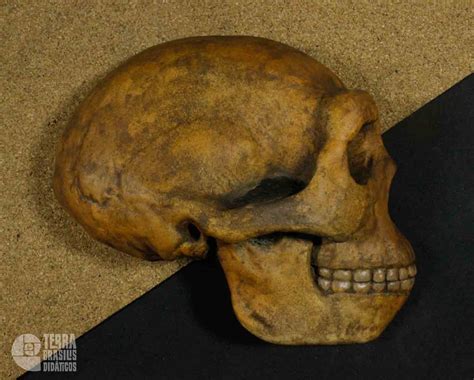 Hemicrânio direito de Homo erectus
