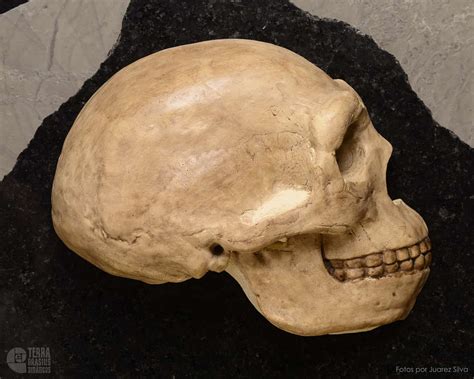 Hemicrânio direito de Homo erectus | Terra Brasilis Didáticos
