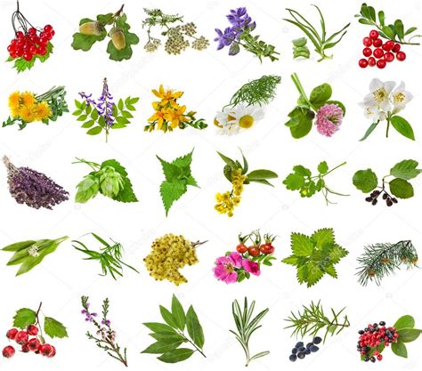 Herbes médicinales aromatiques et culinaires, feuilles ...
