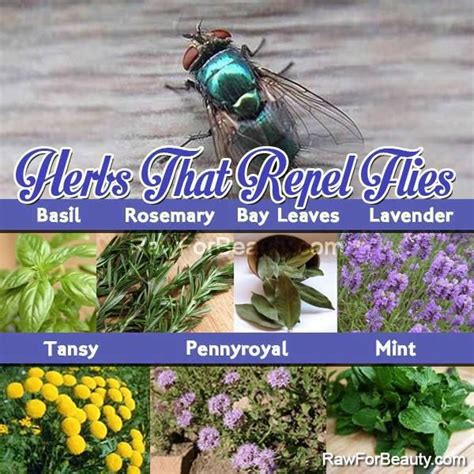Herbs that repel flies.  am told you need to burn the ...