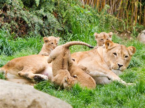 Hereinspaziert: Tierhäuser im Zoo Leipzig öffnen zum Kindertag ...