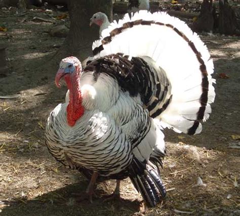 Heritage Turkey Breeds: Which One is Right for You?