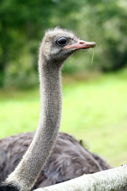 Hermosa avestruz | Foto Gratis