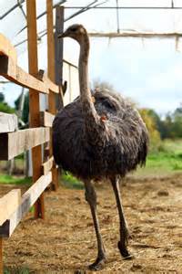 Hermosa avestruz | Foto Gratis