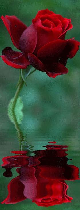 Hermosa imagen con movimiento de una rosa roja con reflejo en el agua ...
