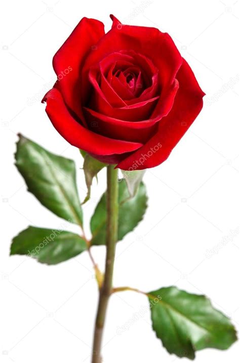 Hermosa rosa roja aislada sobre fondo blanco: fotografía de stock ...
