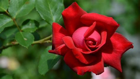 Hermosa Rosa Roja Full HD en Fondos 1080