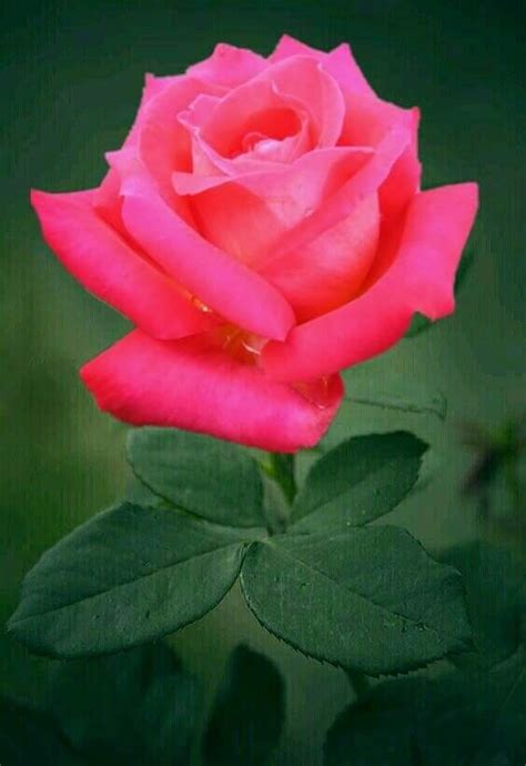Hermosa rosa roja | Rosas bonitas, Rosas hermosas, Rosa roja