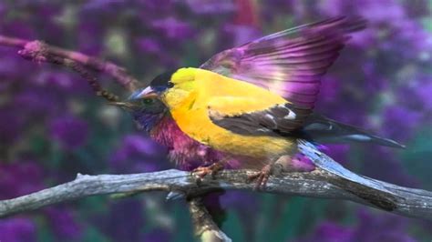 Hermosas fotos de pájaros con música relajante de fondo ...