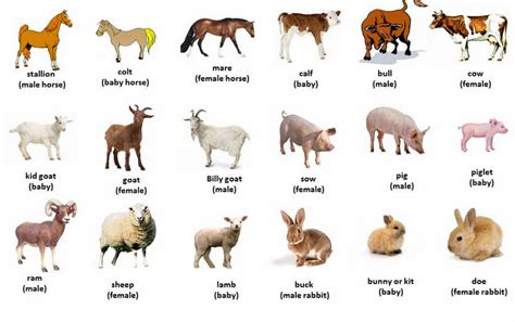 Hermosas imágenes de animales domésticos en Ingles para ...