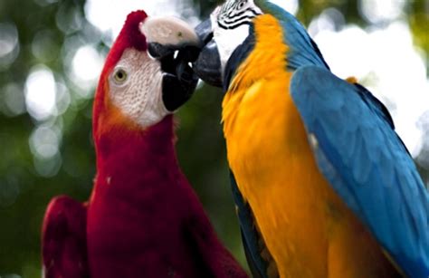 Hermosas imágenes para descargar gratis de animales de la selva