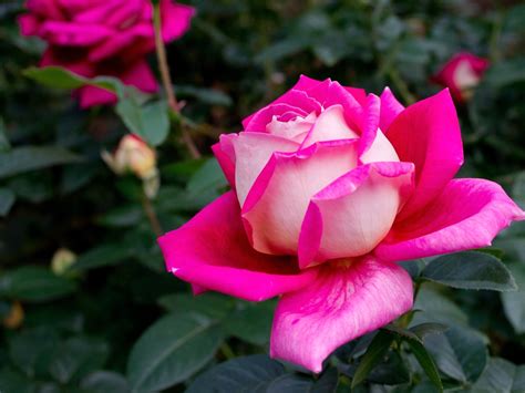 Hermosas rosas HD   Imagui