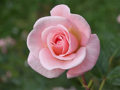 Hermosas rosas   Imágenes   Taringa!