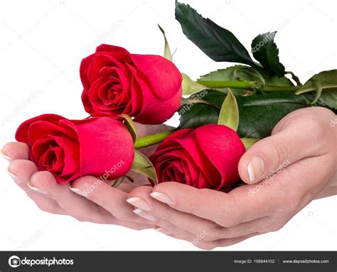 Hermosas rosas rojas — Foto de stock  billiondigital #168844102 ...