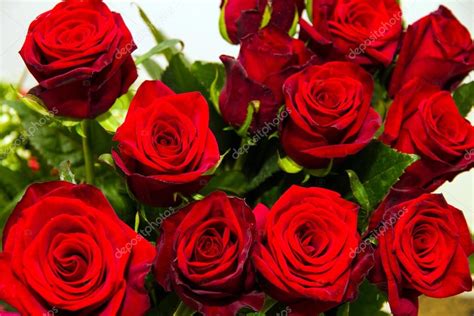 Hermosas rosas rojas. — Foto de stock  Maestrovideo #108965176