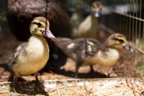 Hermoso nacimiento de patos en peligro de extinción en zoológico | En ...