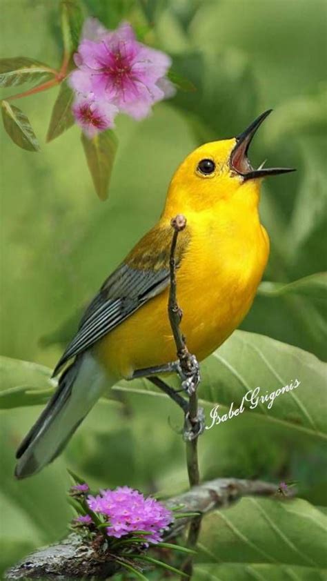 Hermoso pájaro cantando | Pájaros hermosos, Pájaros ...