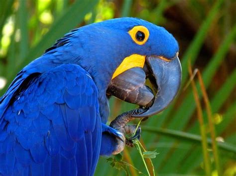 hermosos pájaros de colores | Beautiful birds, Most ...