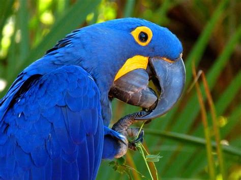 Hermosos pájaros de colores | Naturaleza
