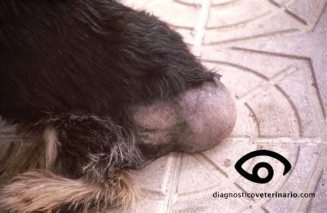 Hernia perineal canina. | Diagnóstico Veterinario