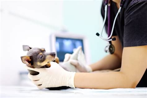 Hernia perineal en perros: síntomas, tratamientos y ...